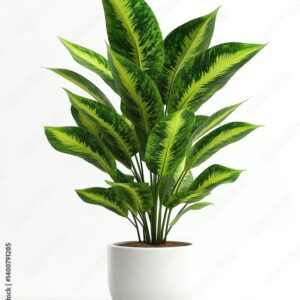 Peace Lily, Live Indoor Air Purifying Plant with White Flowers,