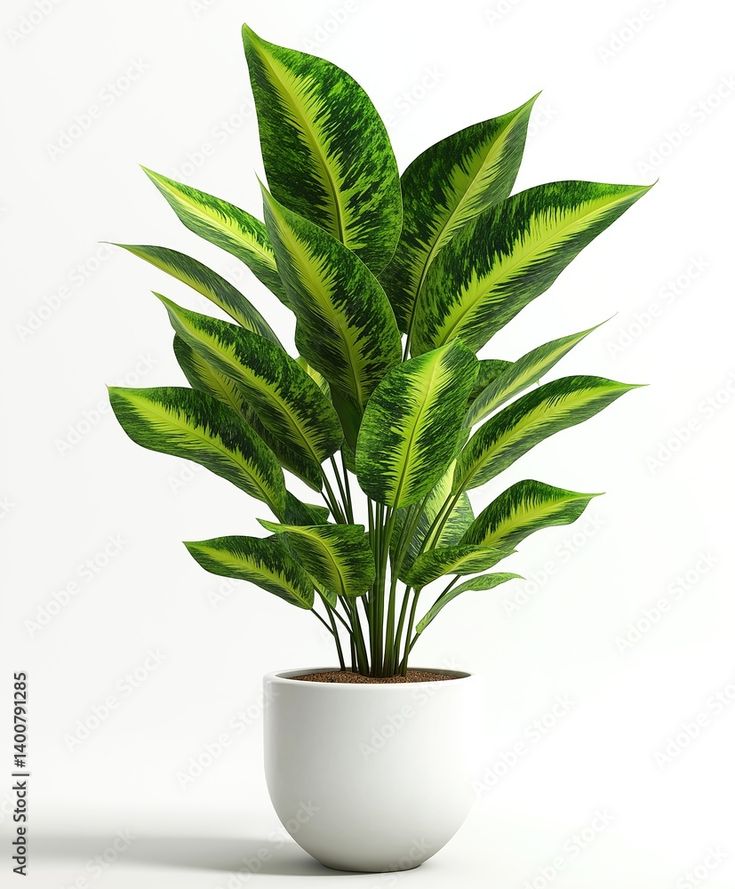 A plant in a white pot on white background Stock…