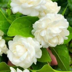 mogra.star mogra.white clr mogra